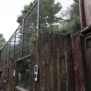 Female Scottish wildcat enclosure