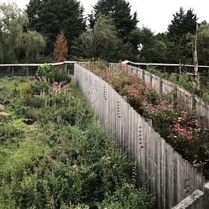 Living links: Squirrel monkey and capuchin enclosure