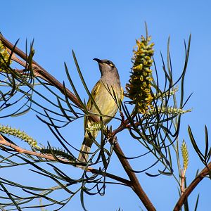 Brown Honeyeater (Lichmera indistincta)