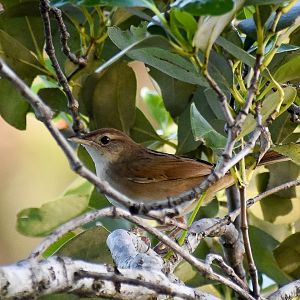 Tawny Grassbird (Cincloramphus timoriensis)