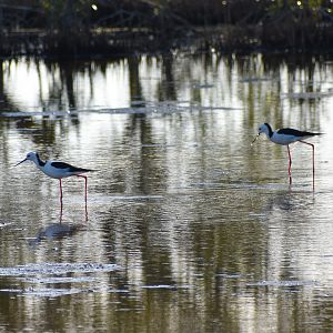 Pied Stilts (Himantopus leucocephalus)