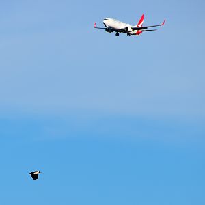 It's a Bird... It's a Plane...