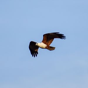 Brahminy Kite (Haliastur indus)