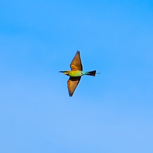 Rainbow Bee-eater (Merops ornatus)