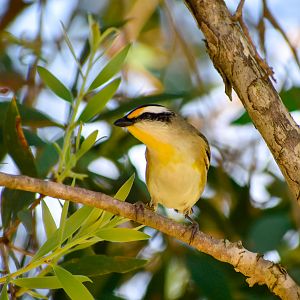 Striated Pardalote (Pardalotus striatus)