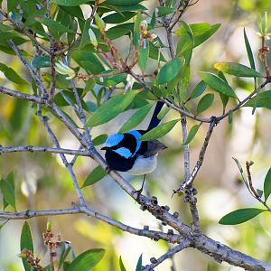Superb Fairywren (Malurus cyaneus)
