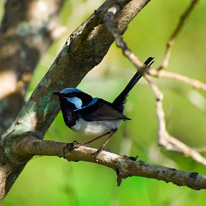Superb Fairywren (Malurus cyaneus)