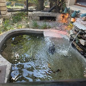 MonteCasino  Bird Gardens -  Red-Eared Slider Exhibit - 2021.5.30