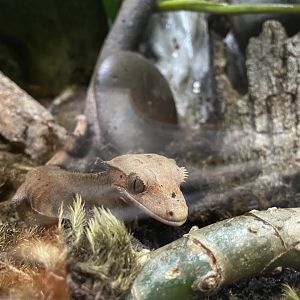 MonteCasino  Bird Gardens -  Crested Gecko - 2021.5.30