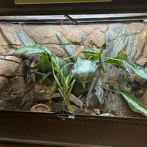 MonteCasino  Bird Gardens -  Crested Gecko Exhibit - 2021.5.30