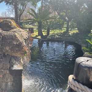 MonteCasino Bird Gardens - Waterfowl Pond - 2021.5.30