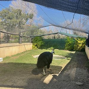 MonteCasino Bird Gardens - Cassowary Exhibit - 2021.5.30