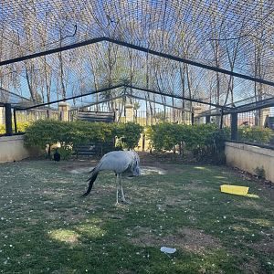 MonteCasino Bird Gardens - Blue Crane Exhibit - 2021.5.30