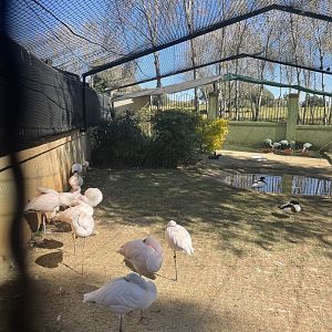 MonteCasino Bird Gardens - Second lesser flamingo Exhibit - 2021.5.30