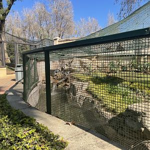 MonteCasino BirdGardens - Outdoor ring-talied lemur Exhibit -  2021.5.30