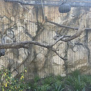 MonteCasino BirdGardens -  Spix saddle-backed Tamarin Exhibit -  2021.5.30