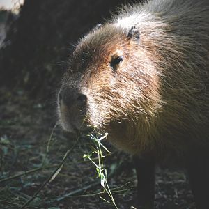 Capybara