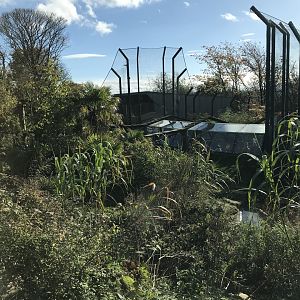 Sumatran tiger enclosure (tiger tracks)