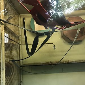 Buff cheeked gibbon indoors