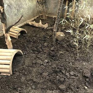 Hairy armadillo enclosure in brilliant birds