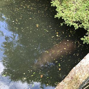 Pygmy hippo underwater