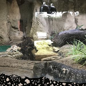 Tegu enclosure in pygmy hippo house
