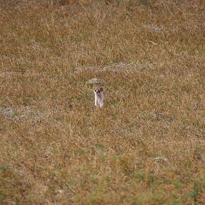Siberian least weasel M. n. pygmaea