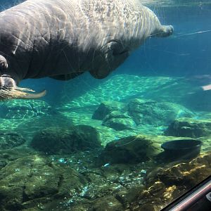 Uquq, Pacific walrus