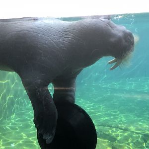 Uquq, Pacific walrus