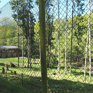Eurasian brown bear forest, 2021-05-29