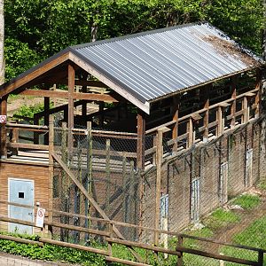 Eurasian brown bear holding building with viewing area on top, 2021-05-29