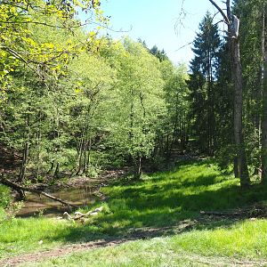 Eurasian brown bear forest, 2021-05-29