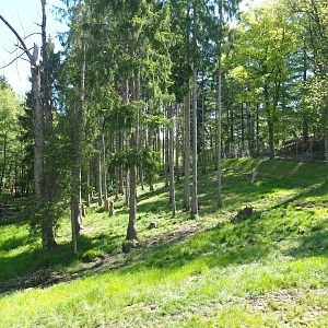 Eurasian brown bear forest, 2021-05-29