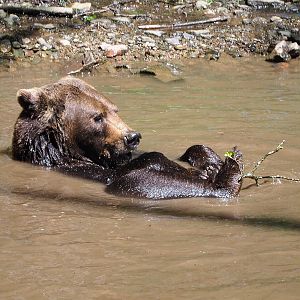 Eurasian brown bear in the pool (Ursus arctos arctos), 2021-05-29