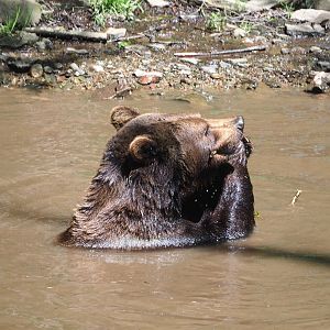 Eurasian brown bear in the pool (Ursus arctos arctos), 2021-05-29