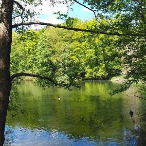 Forest lake, 2021-05-29