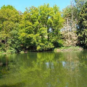 Forest lake, 2021-05-29