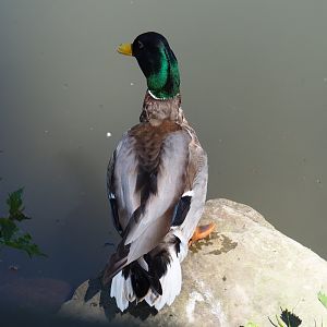 Wild Mallard drake (Anas platyrhynchos), 2021-05-29