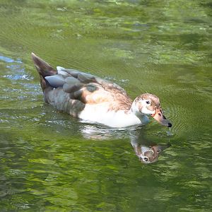 Free-roaming Mallard/Domestic duck hybrid (Anas platyrhynchos), 2021-05-29