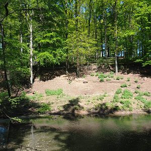 Domestic goat and Domestic Muscovy duck exhibit, 2021-05-29