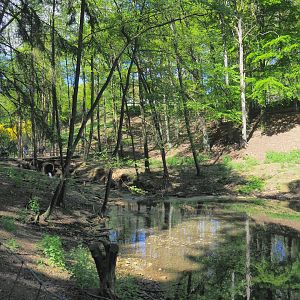 Domestic goat and Domestic Muscovy duck exhibit, 2021-05-29