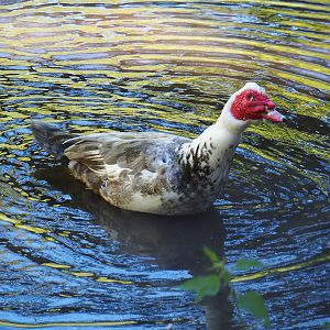 Domestic Muscovy duck (Cairina moschata domestica), 2021-05-29