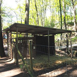 Domestic goat and Domestic Muscovy duck shelter, 2021-05-29