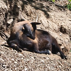 Domestic goat (Capra aegagrus hircus), 2021-05-29