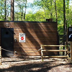 American black bear holding building, 2021-05-29