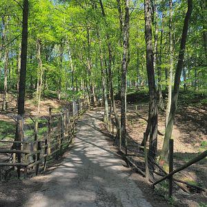Trail alongside the American black bear exhibit, 2021-05-29