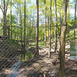 American black bear exhibit, 2021-05-29