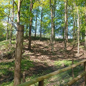 American black bear exhibit, 2021-05-29