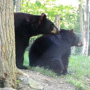 American black bears (Ursus americanus), 2021-05-29