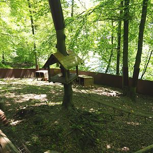 Raccoon exhibit, 2021-05-29